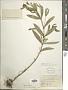 Tagetes lucida Cav.