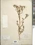 Tagetes multiflora Kunth