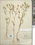 Tagetes multiflora Kunth