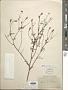 Tagetes remotiflora Kunze