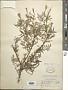 Tagetes sp.