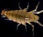 Talitridae
