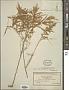 Tamarix gracilis Willd.