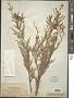 Tamarix hispida Willd.