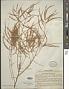 Tamarix hispida Willd.