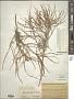 Tamarix hispida Willd.