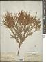 Tamarix hispida Willd.
