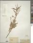 Tamarix hispida Willd.