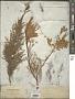 Tamarix hispida Willd.