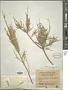 Tamarix hispida Willd.
