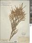 Tamarix hispida Willd.
