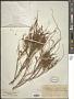Tamarix ramosissima Ledeb.