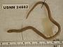 Tantilla canula