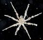 Tanystylum orbiculare