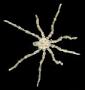 Tanystylum orbiculare