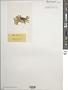 Taonia atomaria