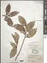 Tapura latifolia Benth.