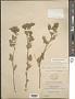 Tarasa capitata (Cav.) D.M. Bates
