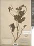Tarasa capitata (Cav.) D.M. Bates