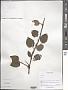 Taxillus sp.