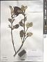 Taxillus sp.