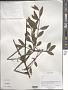 Taxillus sp.