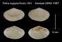 Tellina euglypta