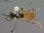 Tenthredo alpestris