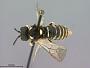 Tenthredo (Labidia) alienatus