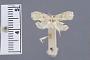 Teratomorpha chilibrella