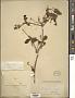 Terminalia buceras (L.) C. Wright