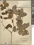 Terminalia buceras (L.) C. Wright