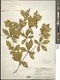 Terminalia buceras (L.) C. Wright