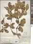Terminalia buceras (L.) C. Wright