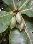 Terminalia catappa L.