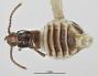 Termitogaster puncticeps