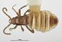 Termitogaster testaceus