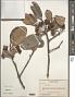 Ternstroemia sp.
