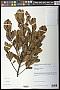 Ternstroemia sp.