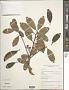 Ternstroemia sp.