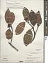 Ternstroemia sp.