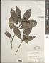 Ternstroemia sp.