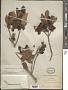Ternstroemia sphaerocarpa (Rose) Melch.