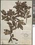 Ternstroemia sphaerocarpa (Rose) Melch.