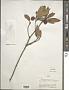 Ternstroemia sylvatica Schltdl. & Cham.