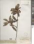 Ternstroemia sylvatica Schltdl. & Cham.