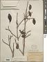 Ternstroemia sylvatica Schltdl. & Cham.