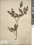 Ternstroemia sylvatica Schltdl. & Cham.