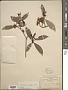 Ternstroemia sylvatica Schltdl. & Cham.
