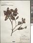 Ternstroemia sylvatica Schltdl. & Cham.